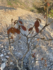 Quercus resinosa