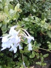 Plumbago auriculata
