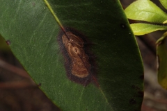 Diaporthe kalmiae