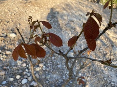 Quercus resinosa