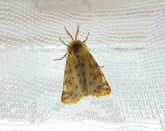 Diacrisia purpurata