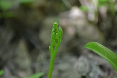 Botrychium campestre