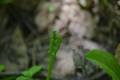 Botrychium campestre