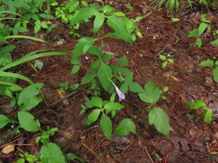Ruellia pedunculata