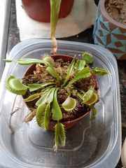 Dionaea