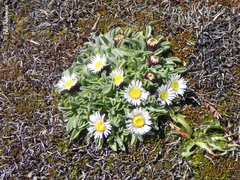 Erigeron andicola