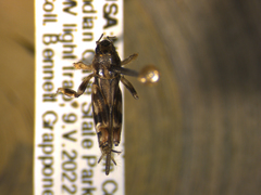 Neotridactylus