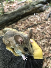 Peromyscus maniculatus gracilis