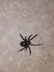 Steatoda paykulliana