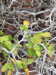 Serjania spinosa