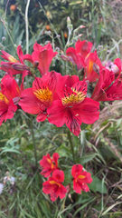 Alstroemeria aurea