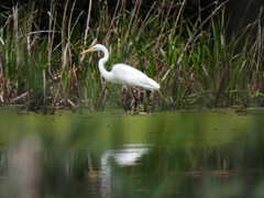 Ardea alba