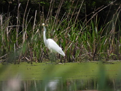 Ardea alba
