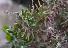 Senecio arniciflorus