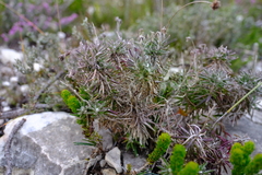 Senecio arniciflorus