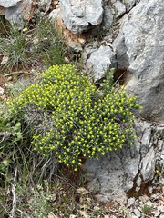Euphorbia acanthothamnos