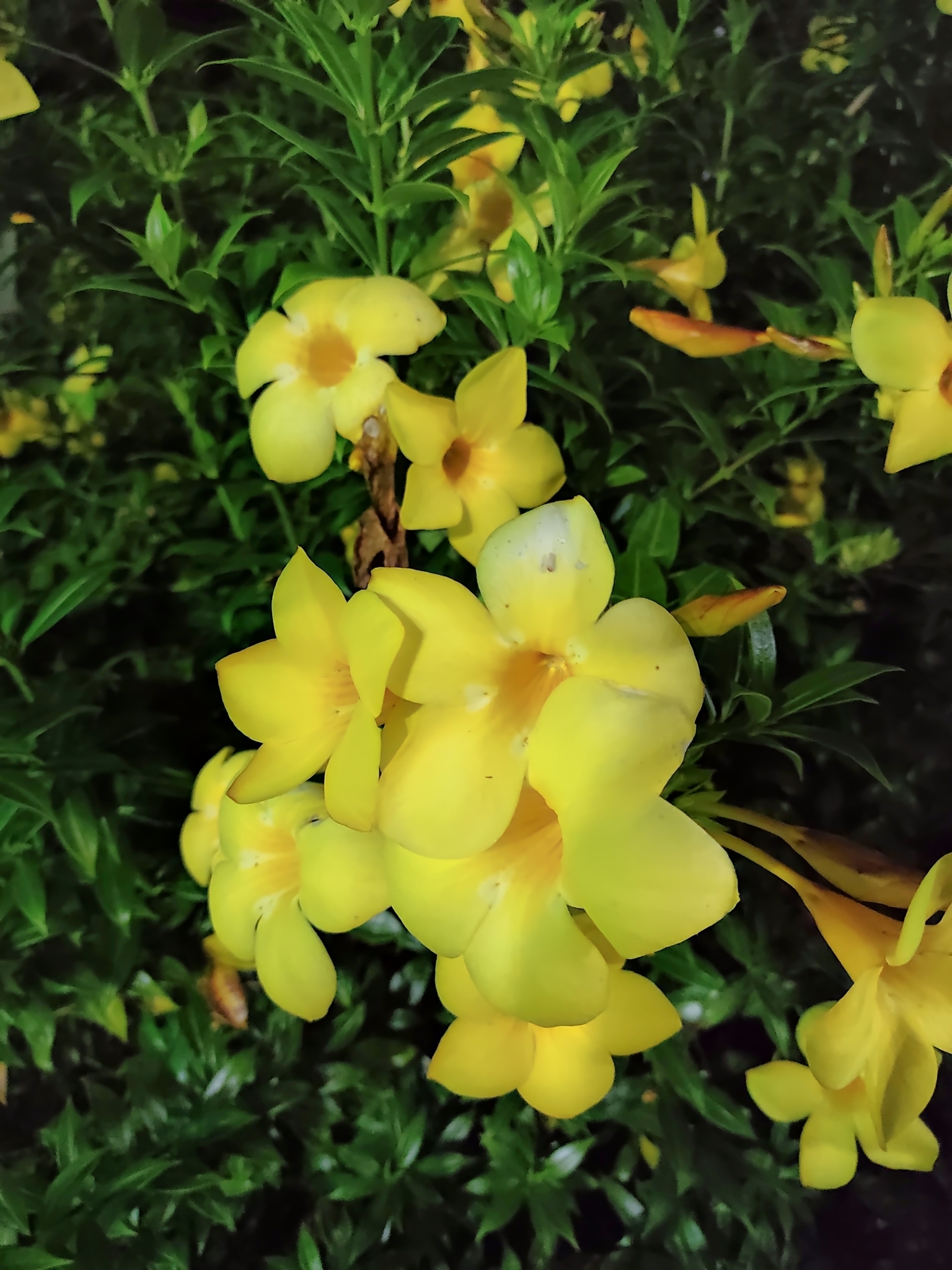 Allamanda cathartica