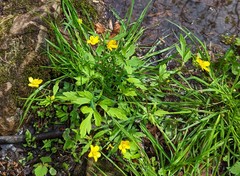 Ranunculus hispidus caricetorum