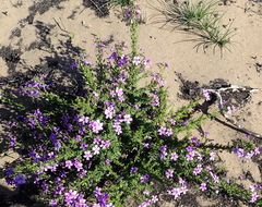Jamesbrittenia tenuifolia