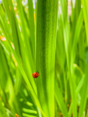 Coccinella septempunctata