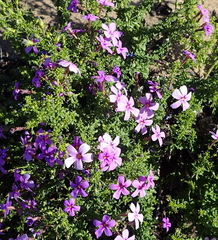 Jamesbrittenia tenuifolia