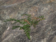 Asplenium bradleyi