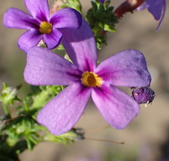 Jamesbrittenia tenuifolia
