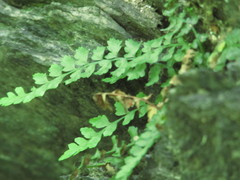Asplenium bradleyi