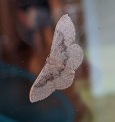 Idaea eugeniata
