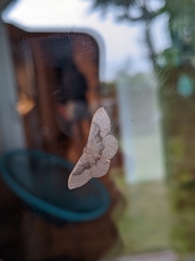 Idaea eugeniata