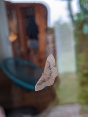 Idaea eugeniata