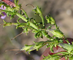 Jamesbrittenia tenuifolia
