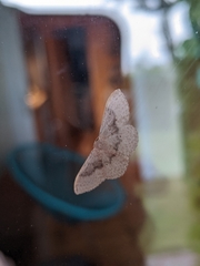 Idaea eugeniata