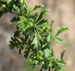 Jamesbrittenia tenuifolia