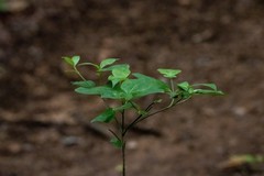 Cornus sericea sericea