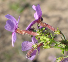 Jamesbrittenia tenuifolia