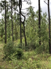 Sciurus niger shermani