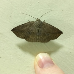 Ugia purpurea