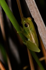 Hyperolius microps