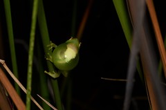 Hyperolius microps