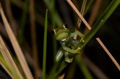 Hyperolius microps