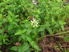 Monarda stipitatoglandulosa