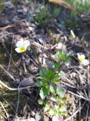 Viola arvensis