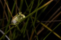 Hyperolius microps