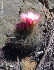Eriosyce chilensis albidiflora