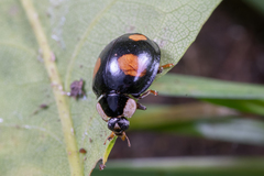Harmonia axyridis