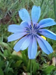 Cichorium intybus