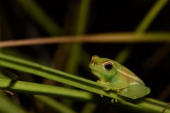 Hyperolius microps