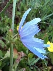 Cichorium intybus