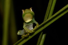 Hyperolius microps